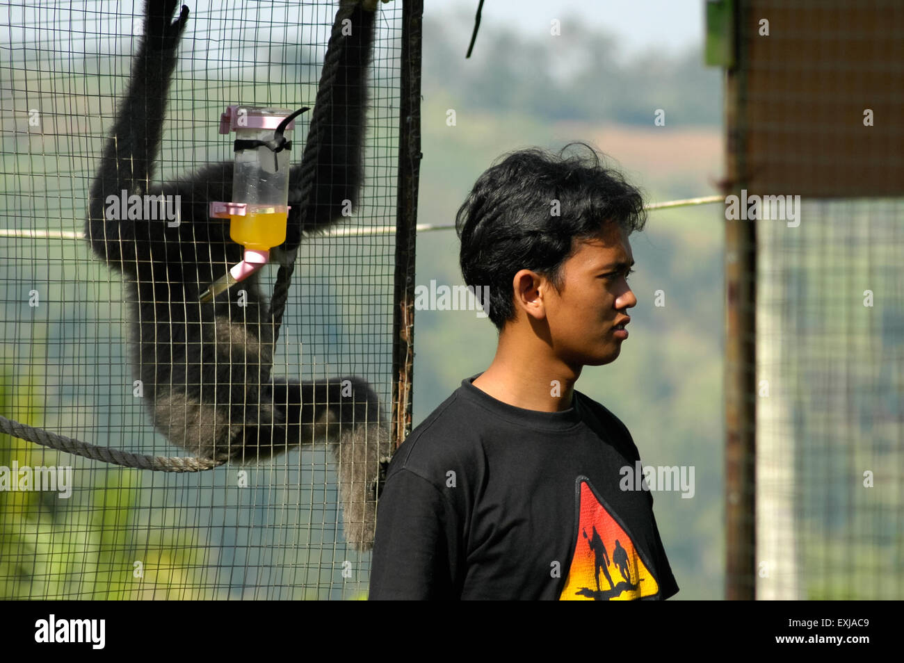 Ehrenamtlicher Mitarbeiter im Javan Gibbon Rehabilitationszentrum und Naturschutzprojekt in Bodogol, West Java, Indonesien. Stockfoto