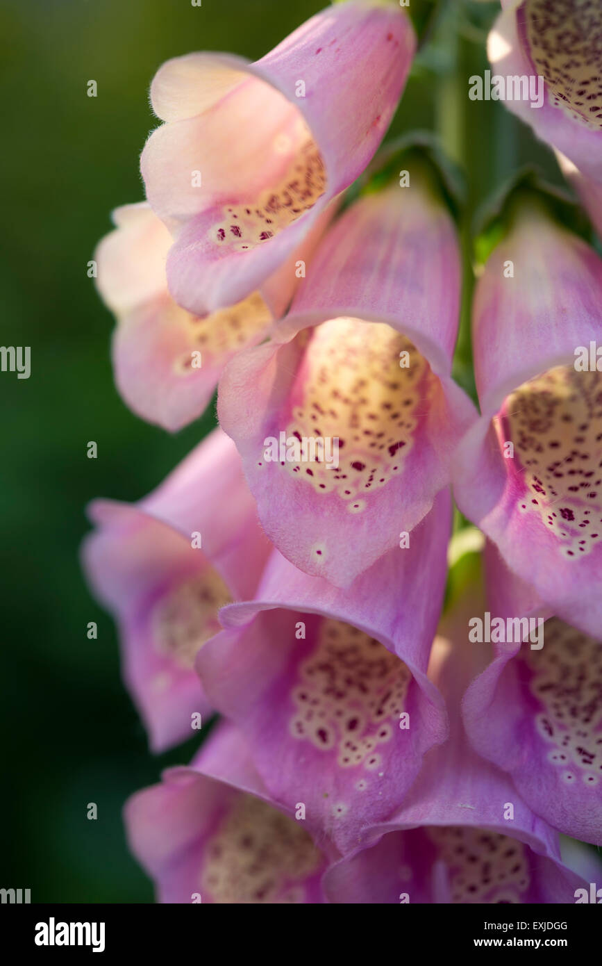 Nahaufnahme Eines warmen rosa Foxglove (Digitalis Purpurea) mit gepunkteten Blumen. Stockfoto