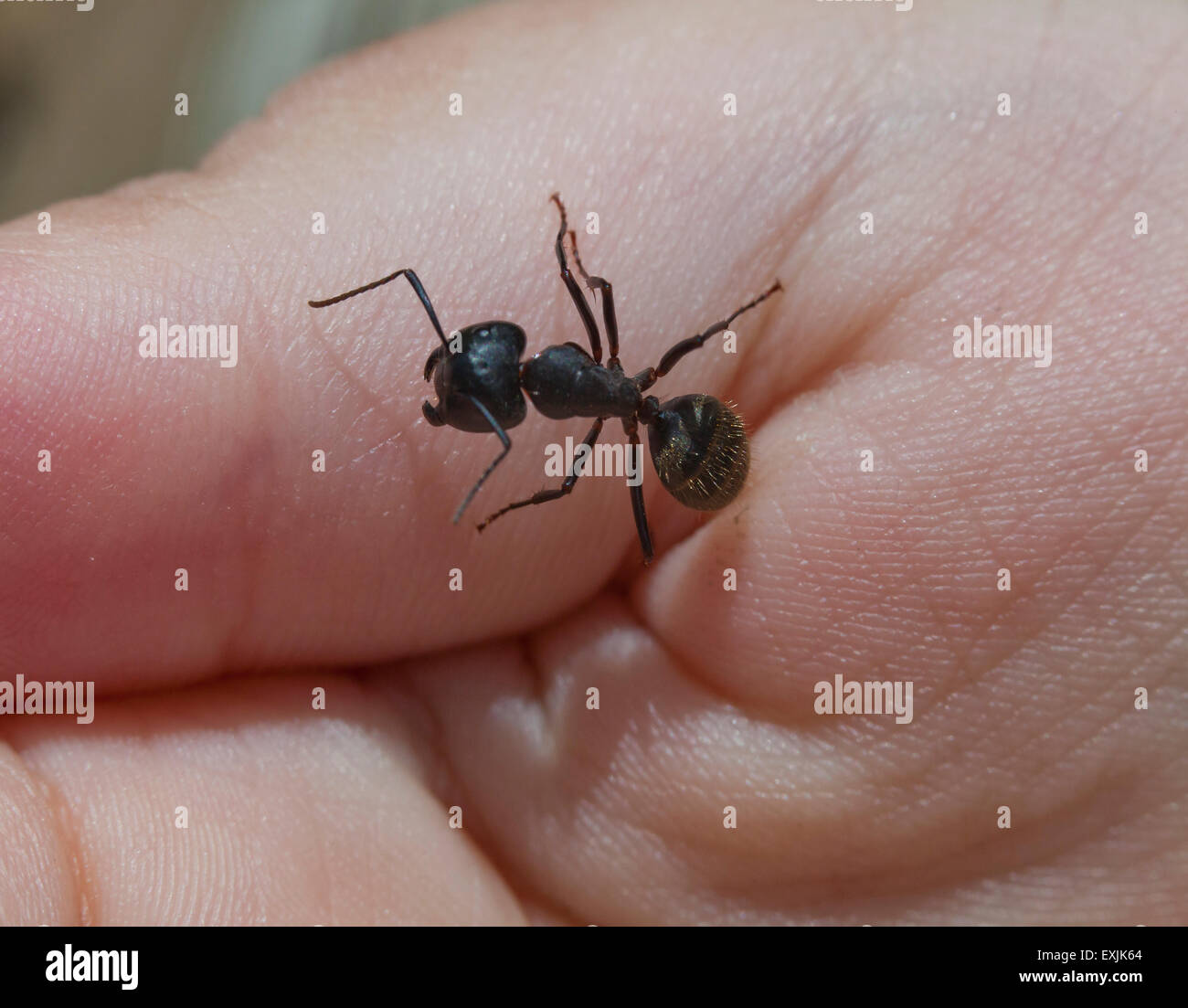 Schwarze Rossameise (Camponotus Pennsylvanicus) auf der Seite - USA Stockfoto