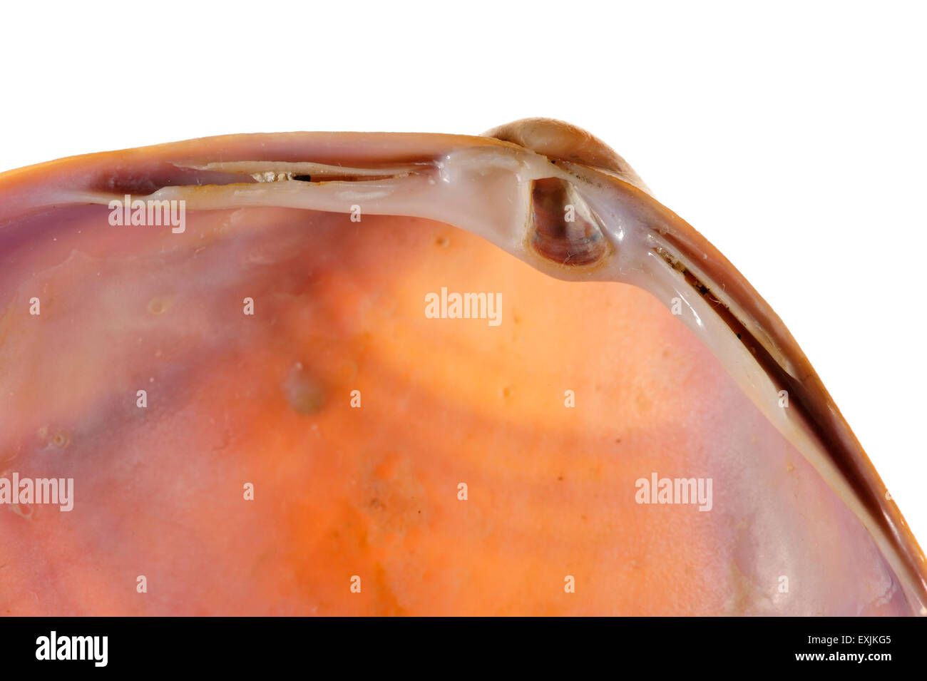 Durchleuchtet Trog-Schale (Mactra Stultorum Cinerea / M. Corallina Cinerea) seitliche Zähne und Scharnier Platte Umbo, Kardinal Zähne zeigen Stockfoto