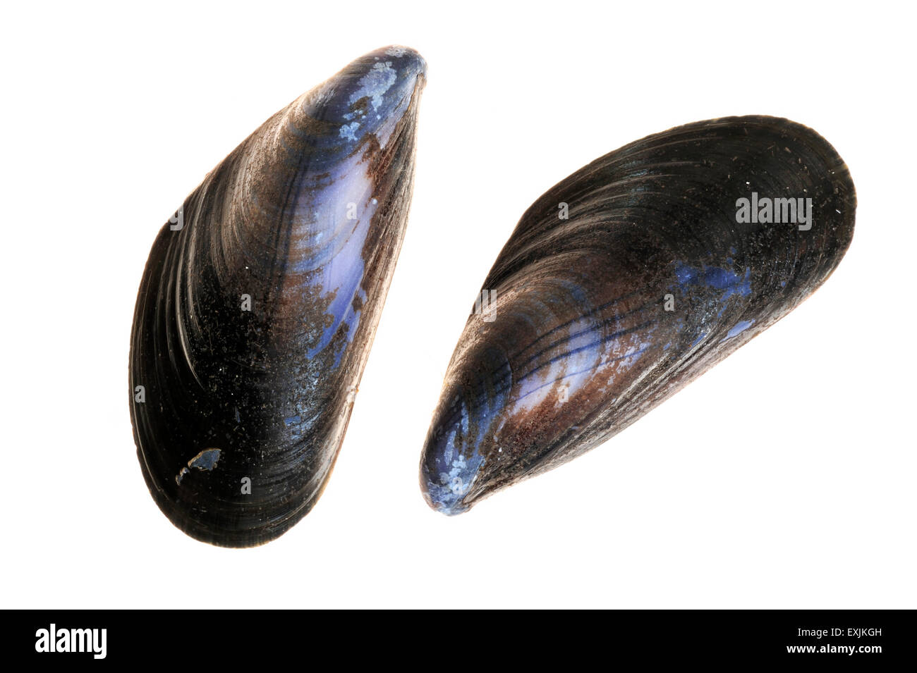 Gemeinsamen Muscheln / blue Muschelschalen (Mytilus Edulis) auf weißem Hintergrund Stockfoto