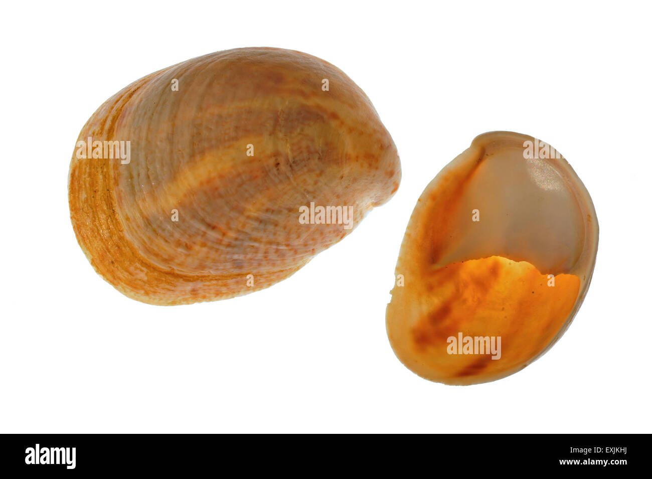 Amerikanische Pantoffel Napfschnecken / gemeinsame Pantoffel Limpet (Crepidula Fornicata) Muscheln auf weißem Hintergrund Stockfoto