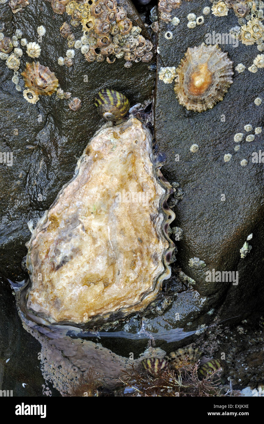 Pazifische Auster / japanische Auster / Miyagi Auster (Crassostrea Gigas), Seepocken und Napfschnecken wächst auf Felsen in der Gezeitenzone Stockfoto