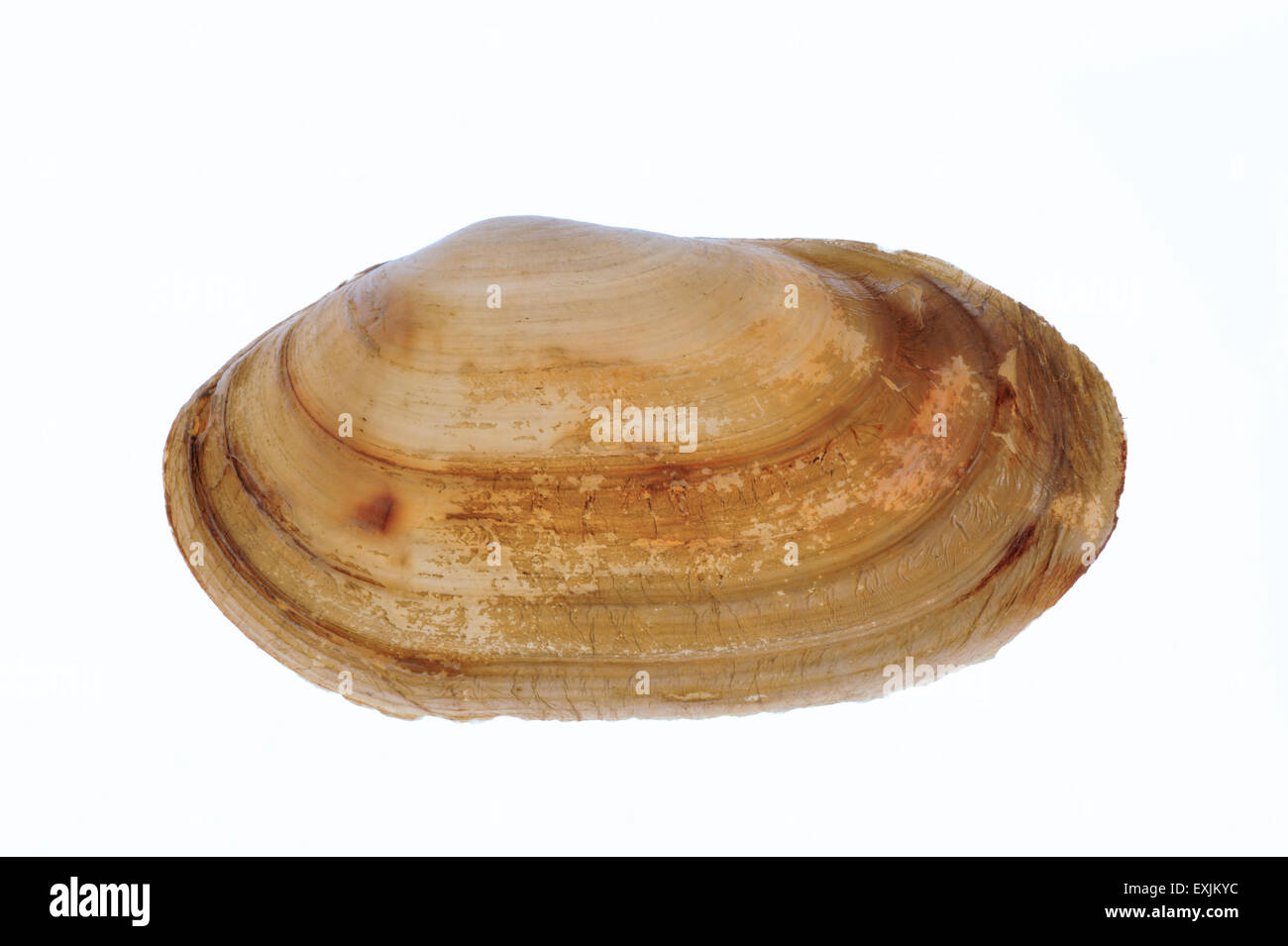 Gemeinsamen Otter Shell (Lutraria Lutraria) auf weißem Hintergrund Stockfoto