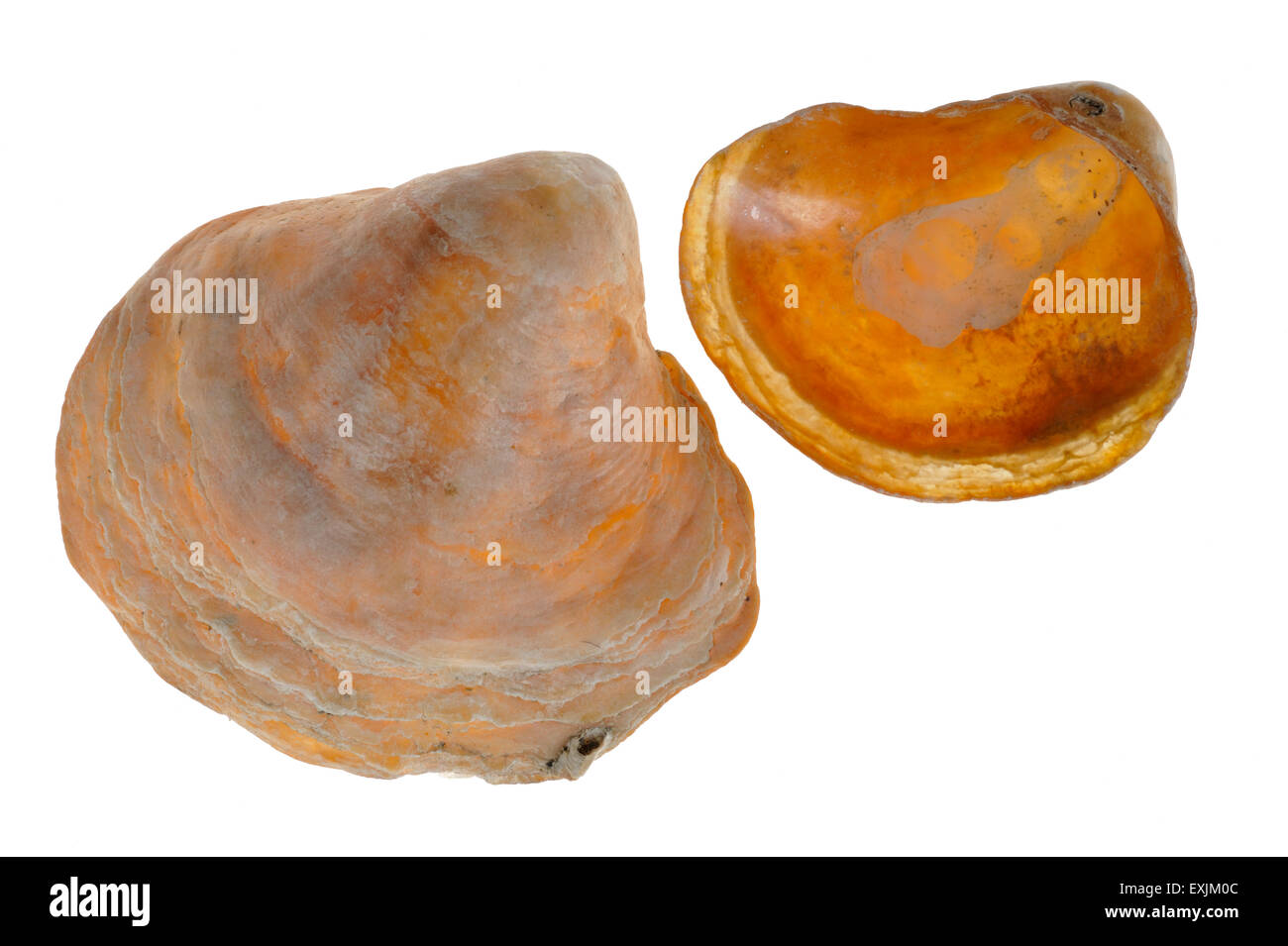 Sattel Austern / Jingle Muscheln (Anomia Ephippium) auf weißem Hintergrund Stockfoto