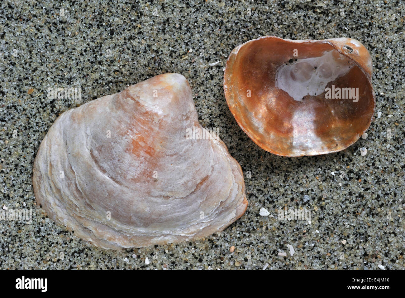 Sattel Auster / Jingle Schale (Anomia Ephippium) an Strand gespült Stockfoto