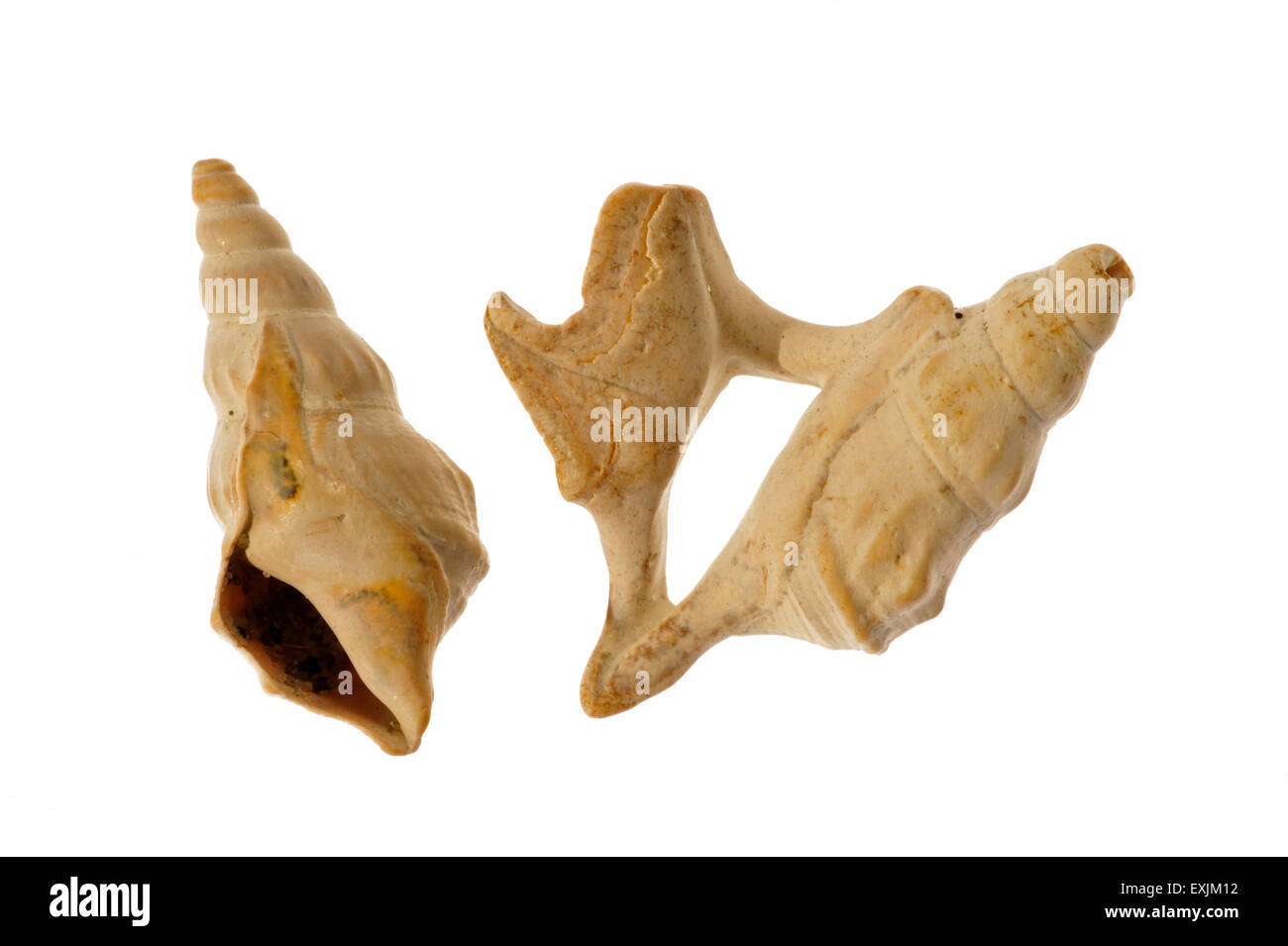 Pelikan Fuß (Aporrhais Pespelecani / Aporrhais Pespelicanis) Schalen auf weißem Hintergrund Stockfoto