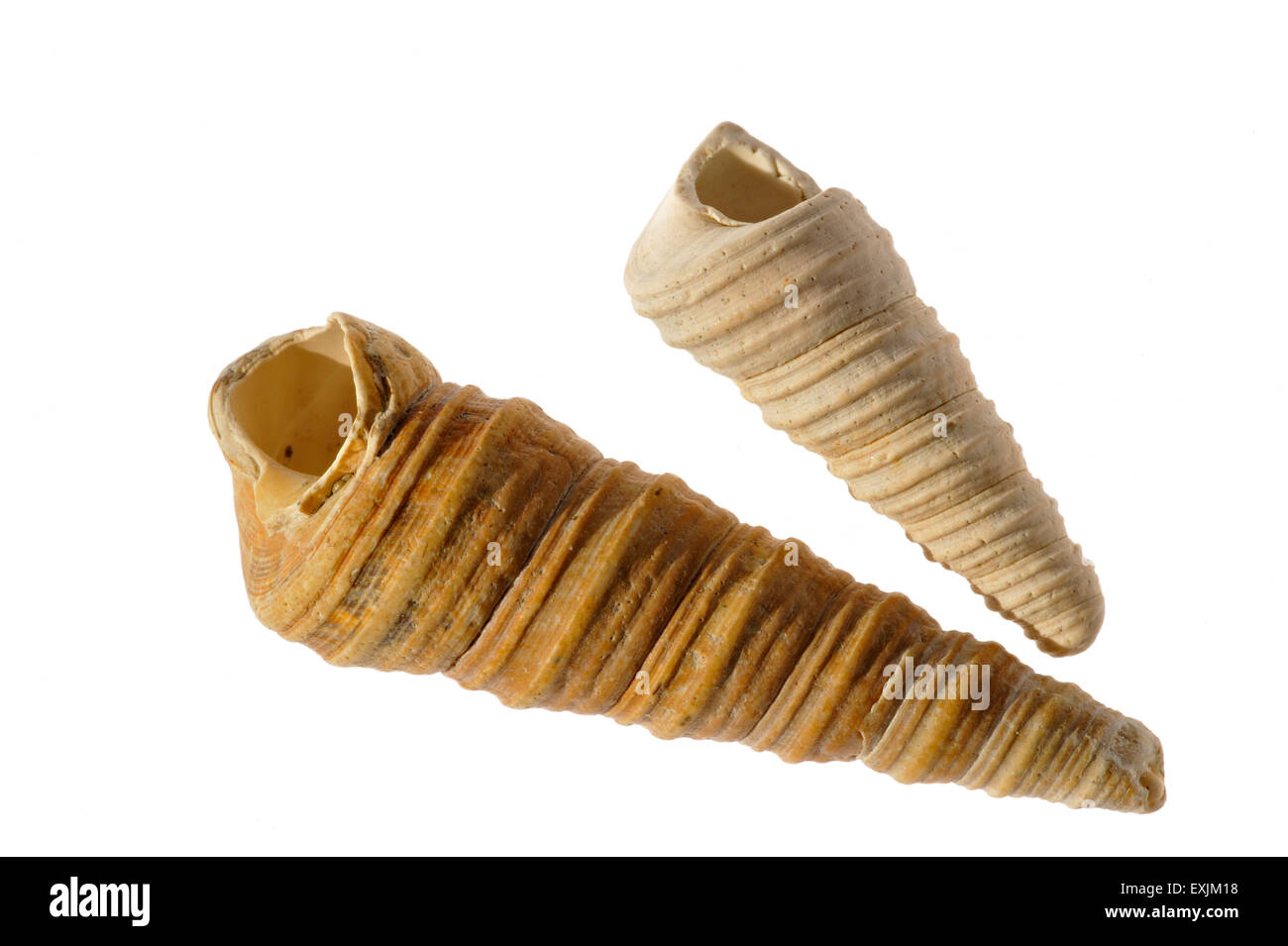 Turm-Shell / Auger Shell / gemeinsame Turm Schale (turitella Communis) Fossilien auf weißem Hintergrund Stockfoto