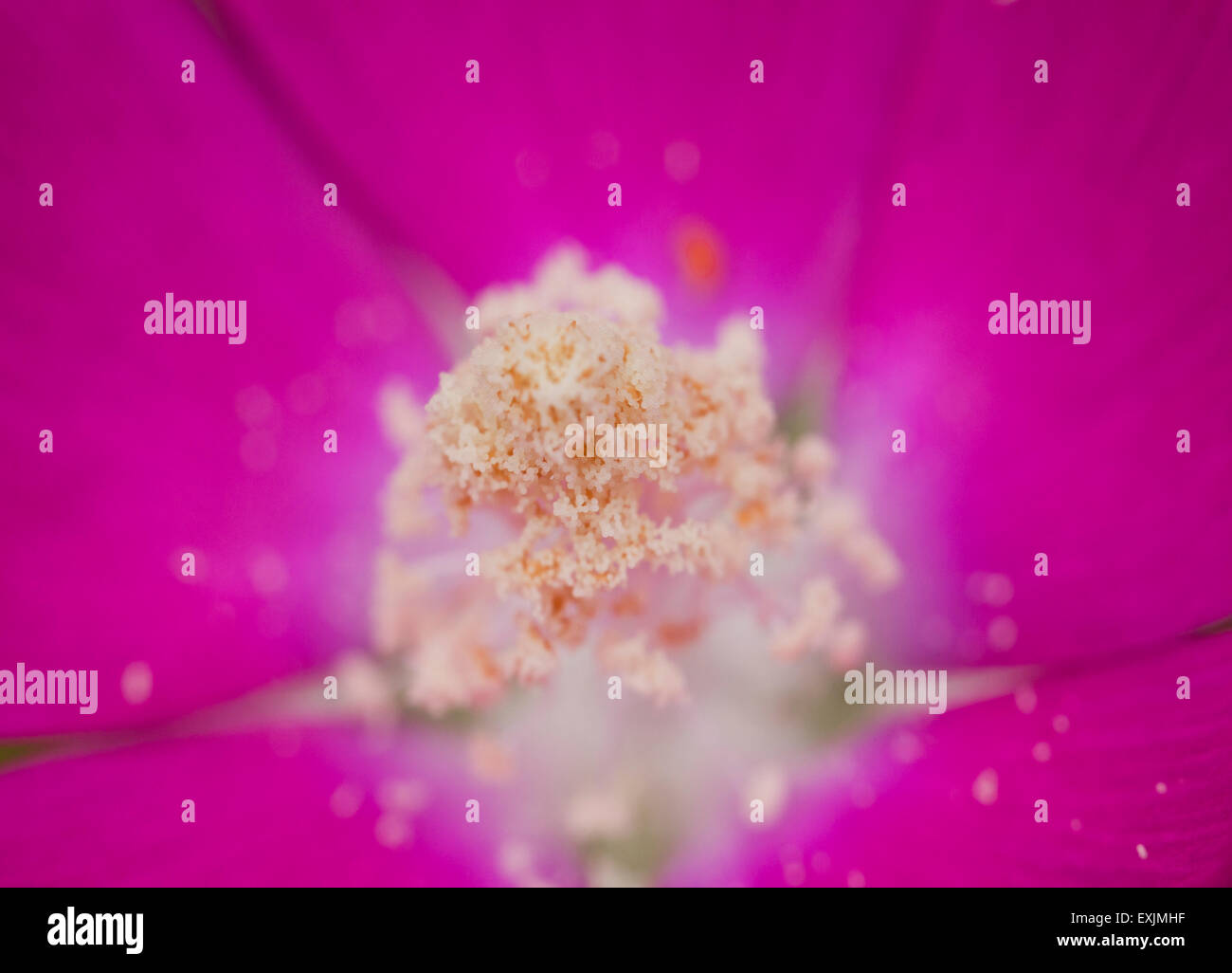 Pollen auf lila Mohn Malve Blume (Callirhoe) - USA Stockfoto