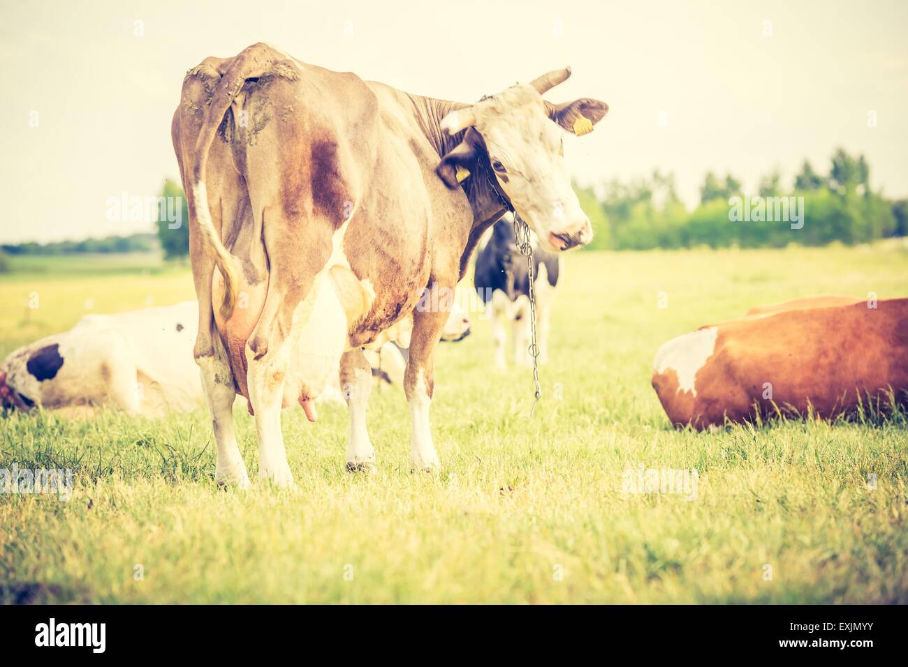 Vintage Foto Kuh auf der Weide. Tierische Porträt des polnischen Kühe. Stockfoto