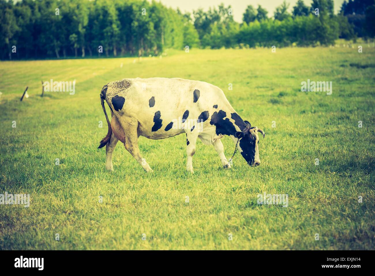 Vintage Foto Kuh auf der Weide. Tierische Porträt des polnischen Kühe. Stockfoto