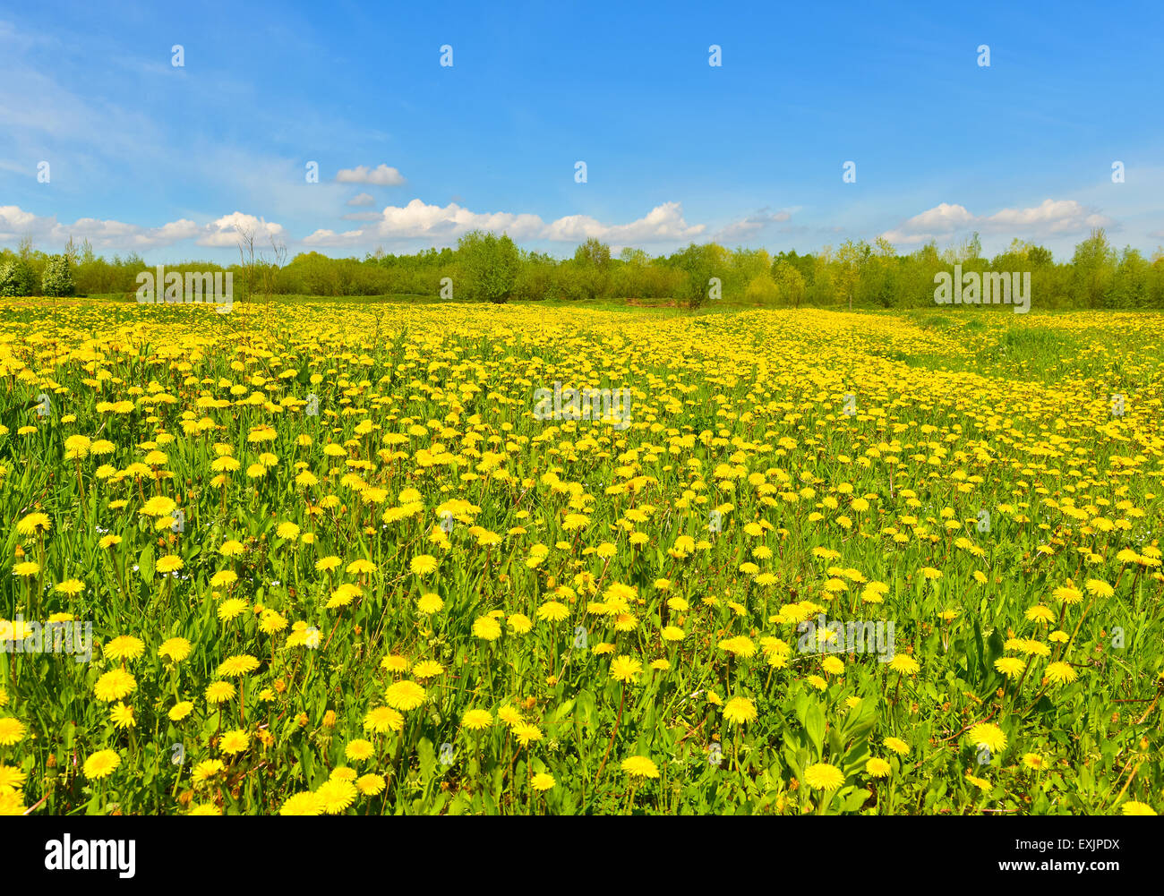 Frühlingswiese voller Löwenzahn bei sonnigem Wetter. Stockfoto