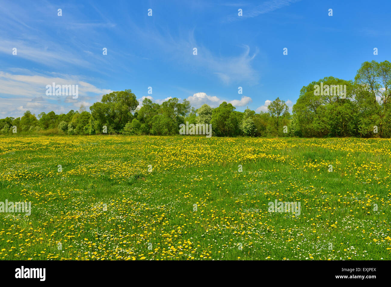 Frühlingswiese voller Löwenzahn bei sonnigem Wetter. Stockfoto