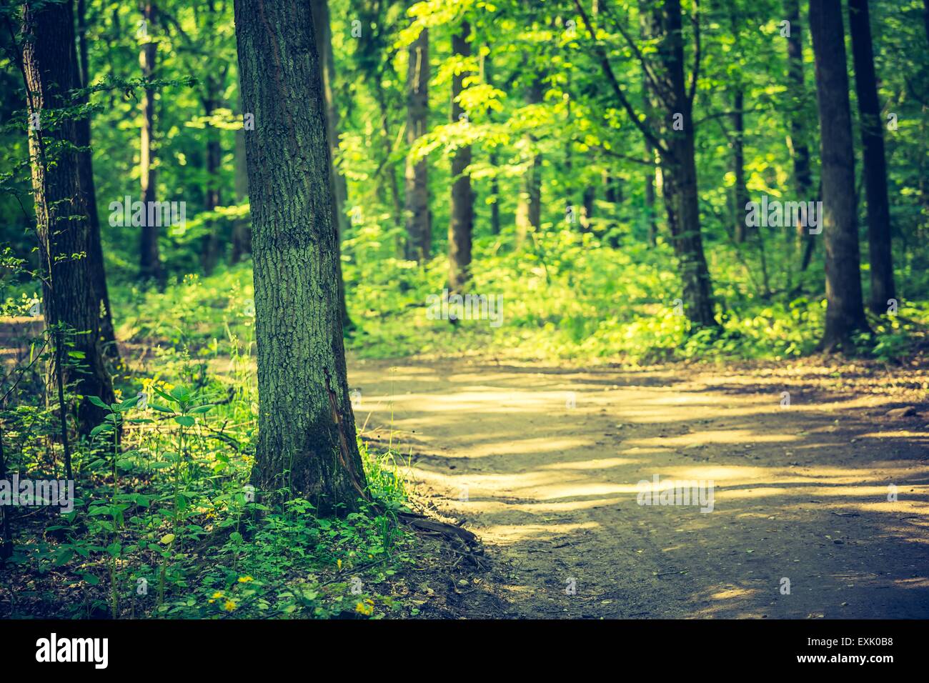 Vintage Foto von schönen Weg im Sommer Wald. Grüne Waldlandschaft Stockfoto