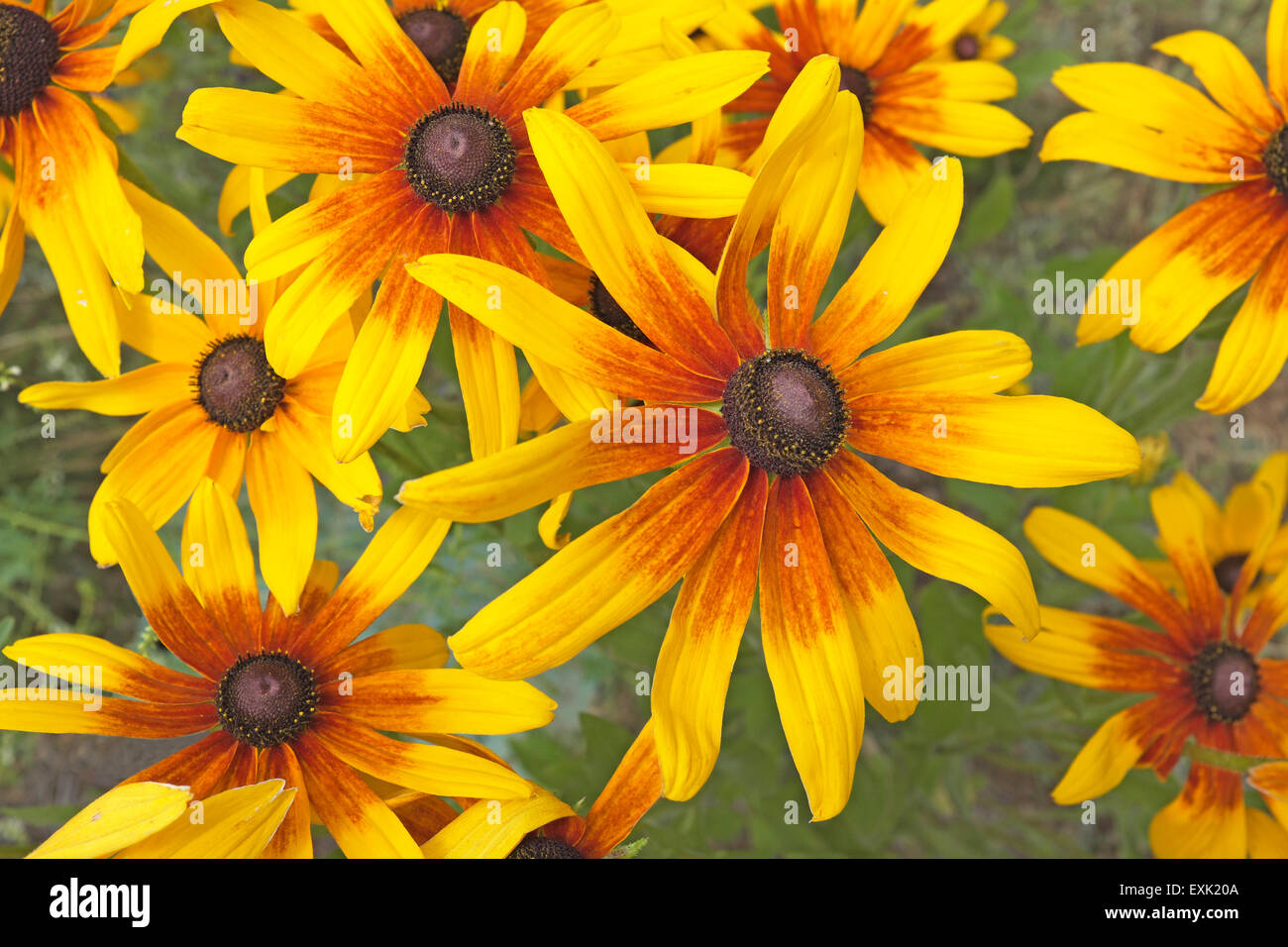Gloriosa Daisy, Blumen, Rudbeckia "Gloriosa", ist eine Art von black eyed Susan oder Sonnenhut Stockfoto