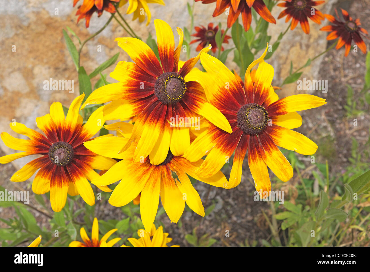 Gloriosa Daisy, Blumen, Rudbeckia "Gloriosa", ist eine Art von black eyed Susan oder Sonnenhut Stockfoto