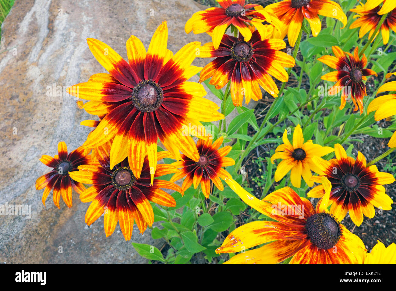 Gloriosa Daisy, Blumen, Rudbeckia "Gloriosa", ist eine Art von black eyed Susan oder Sonnenhut Stockfoto