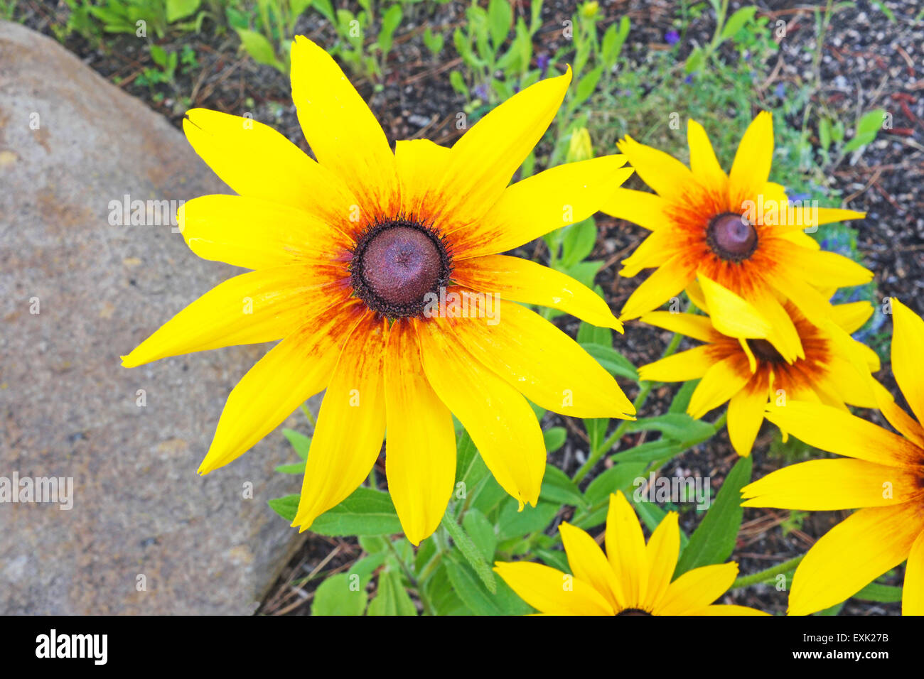 Gloriosa Daisy, Blumen, Rudbeckia "Gloriosa", ist eine Art von black eyed Susan oder Sonnenhut Stockfoto