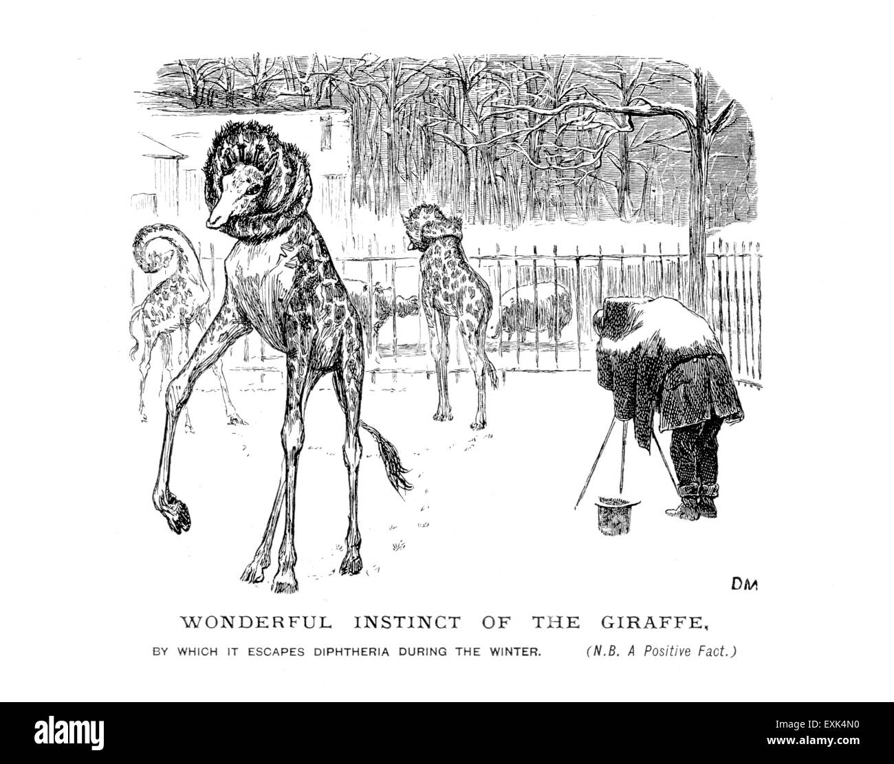 amüsante viktorianischen Abbildung von 1867 von George du Maurier, (1834-1896) "Wunderbaren Instinkt der Giraffe" Stockfoto