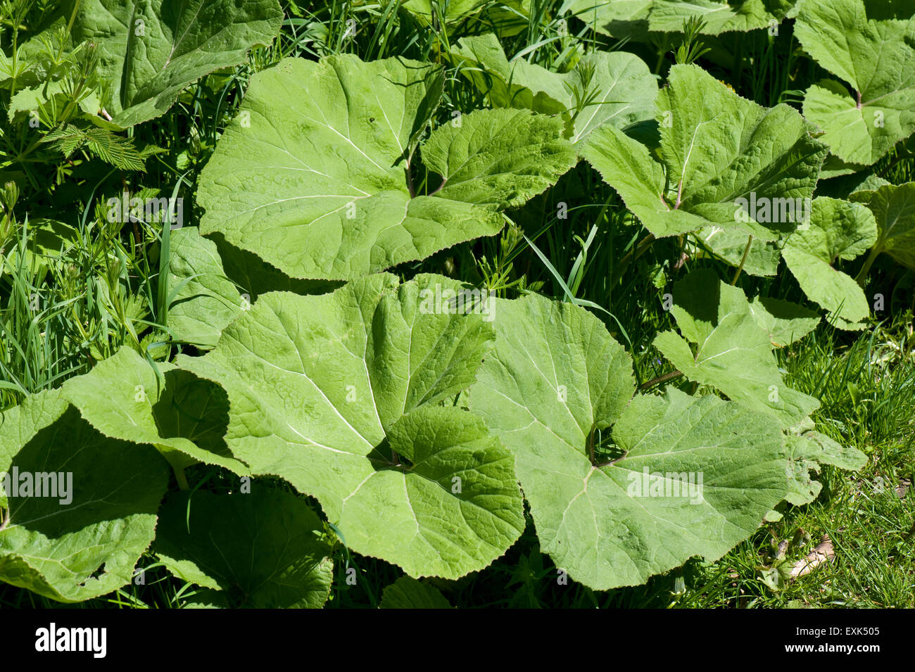 Gemeinsamen Pestwurz, Petasites Hybridus, großen Blätter entlang der Kennet und Avon Kanal, nachdem die Pflanzen haben geblüht, Berkshire, Mai Stockfoto