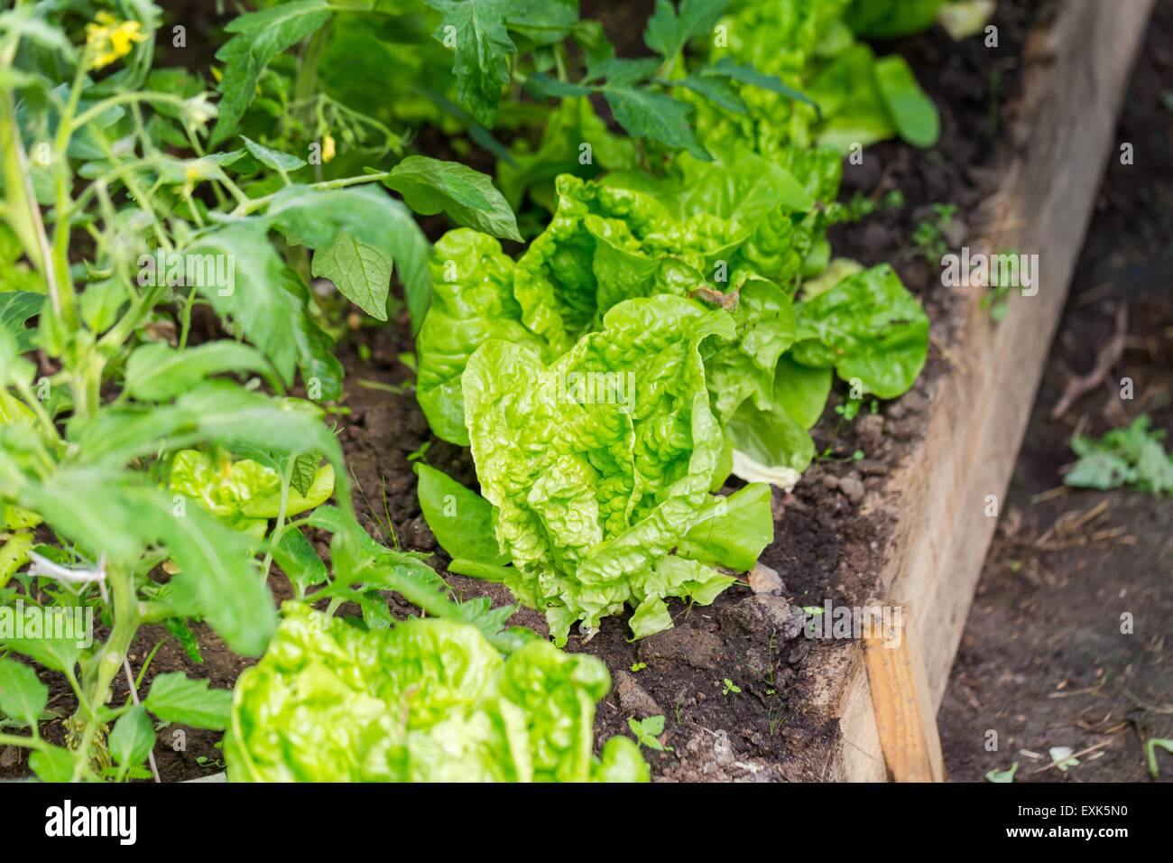 Junger Blattsalat im Garten wachsen. Schöne grüne Gemüse Foto. Stockfoto