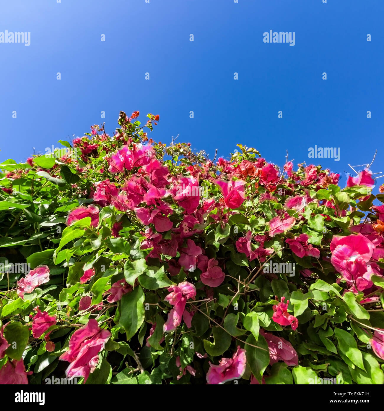 Schönen Busch rosa Blüten mit blauen Himmelshintergrund, Nahaufnahme Stockfoto