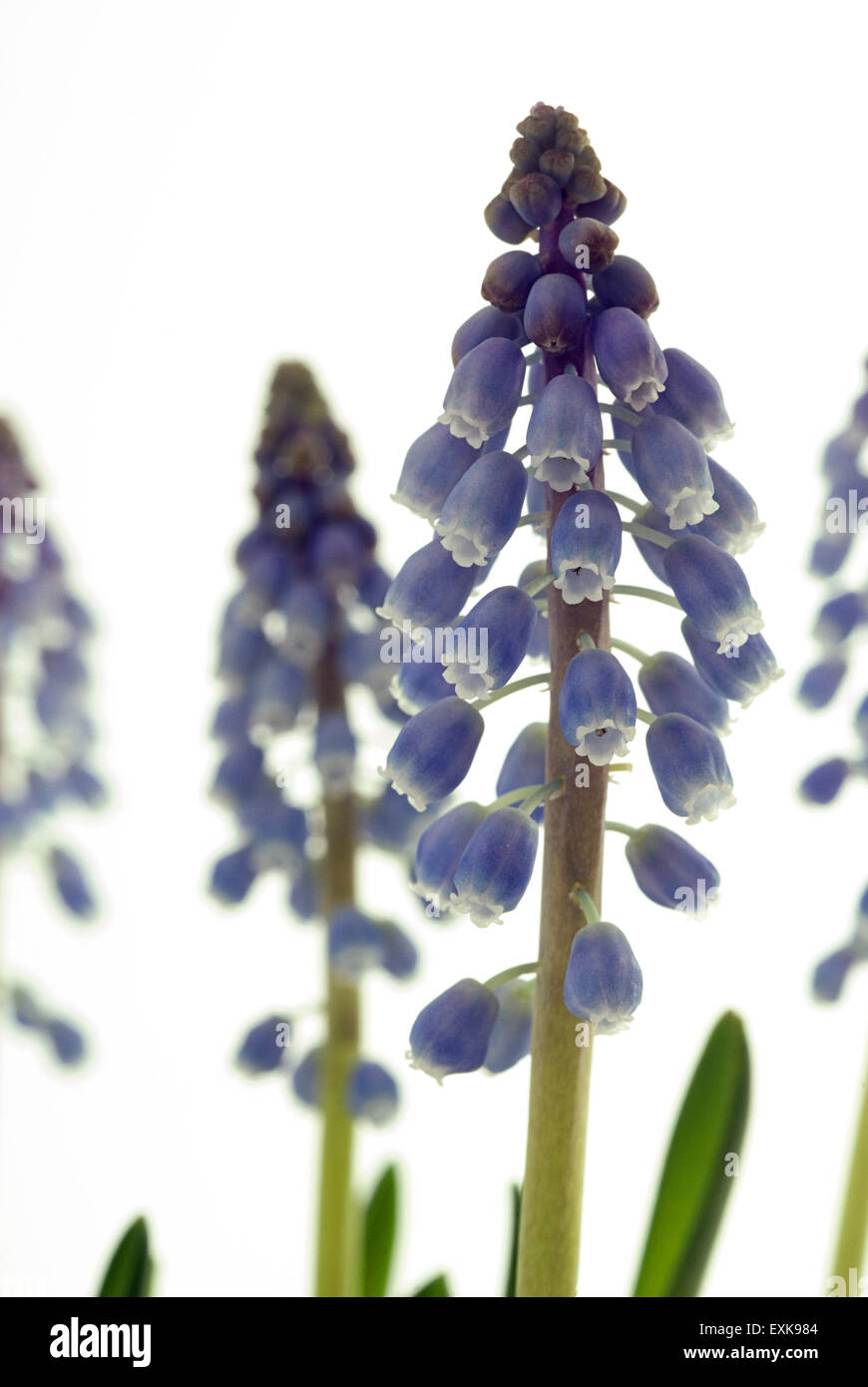 Stärke-Grape Hyacinth (Muscari Neglectum) Blüten Makroaufnahme Nahaufnahme Studioaufnahme Stockfoto