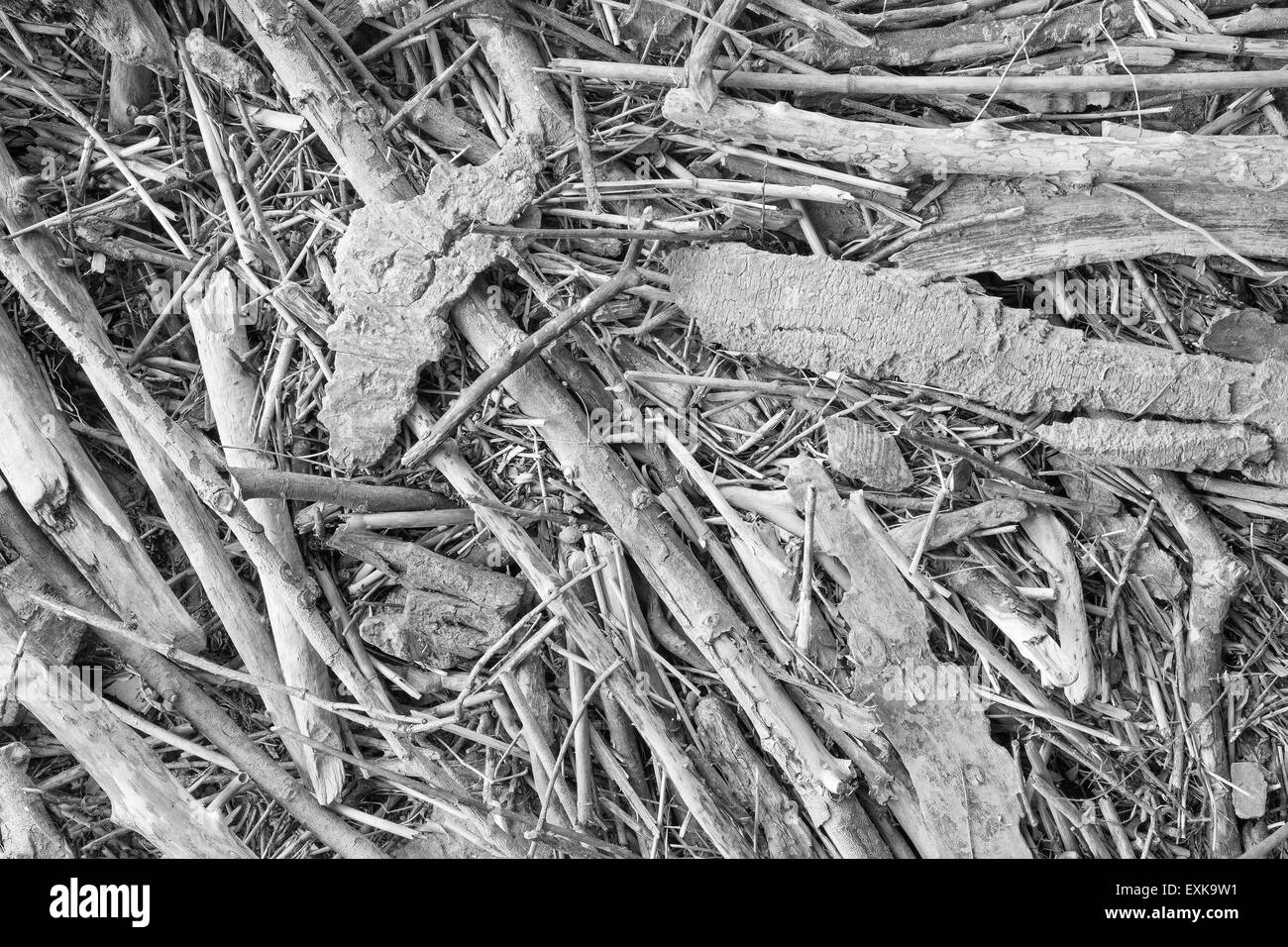 angeschwemmtes Holz - Hintergrund Stockfoto