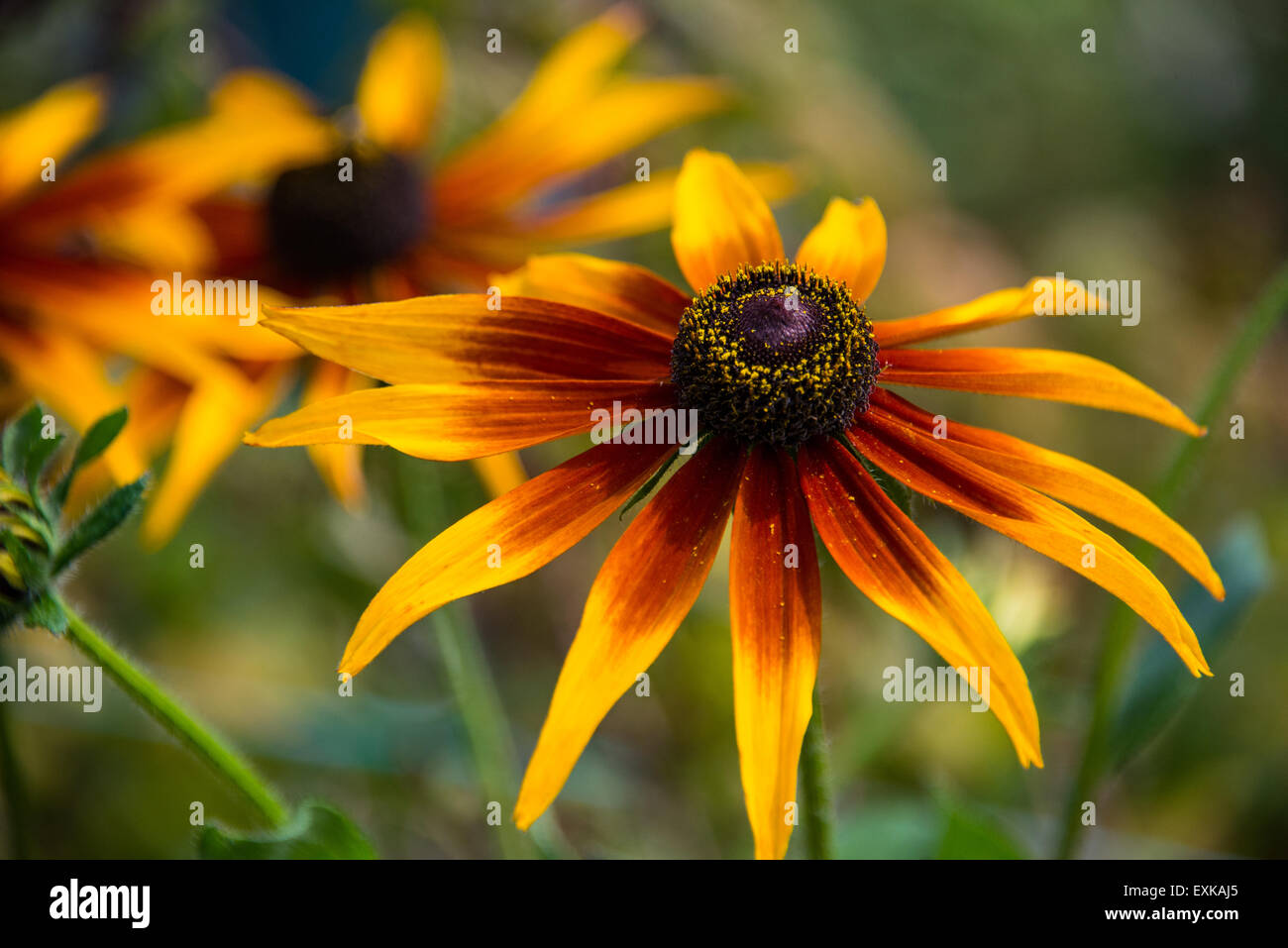 Öffnen Sie eine Gloriosa Daisy im vollen Glanz der Sonne Stockfoto