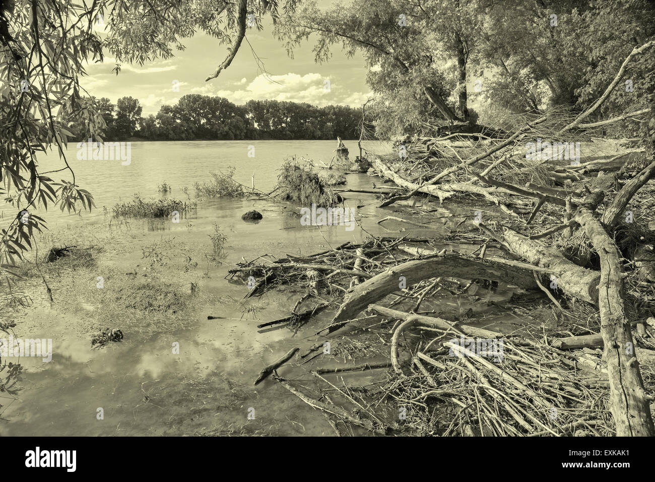 Angeschwemmtes Holz, am Ufer der Donau im Nationalpark Donau-Auen in Österreich. Stockfoto