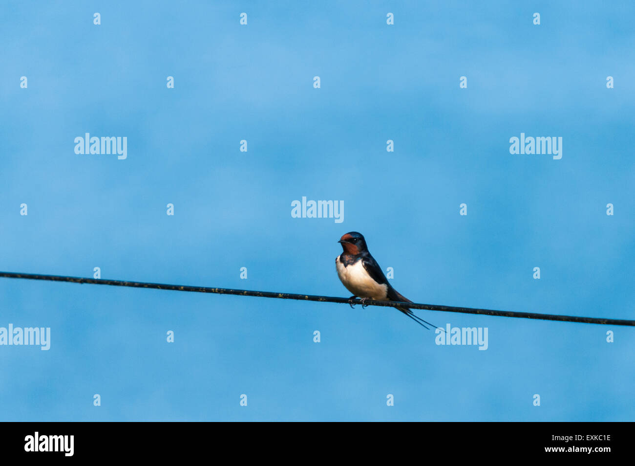 Ein einsamer Rauchschwalbe Hirundo Rustica, thront auf einem Telefondraht in der Sommersonne Stockfoto