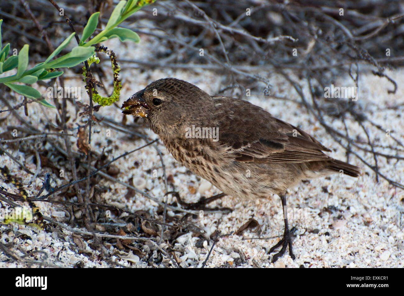Darwins Finch am Boden essen Samen, Galapagos-Inseln, Ecuador Stockfoto