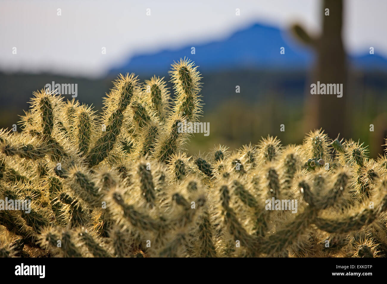 Teddybär Cholla Cactus (Cylindropuntia Bigelovii), Organ Pipe National Monument, Arizona, USA Stockfoto