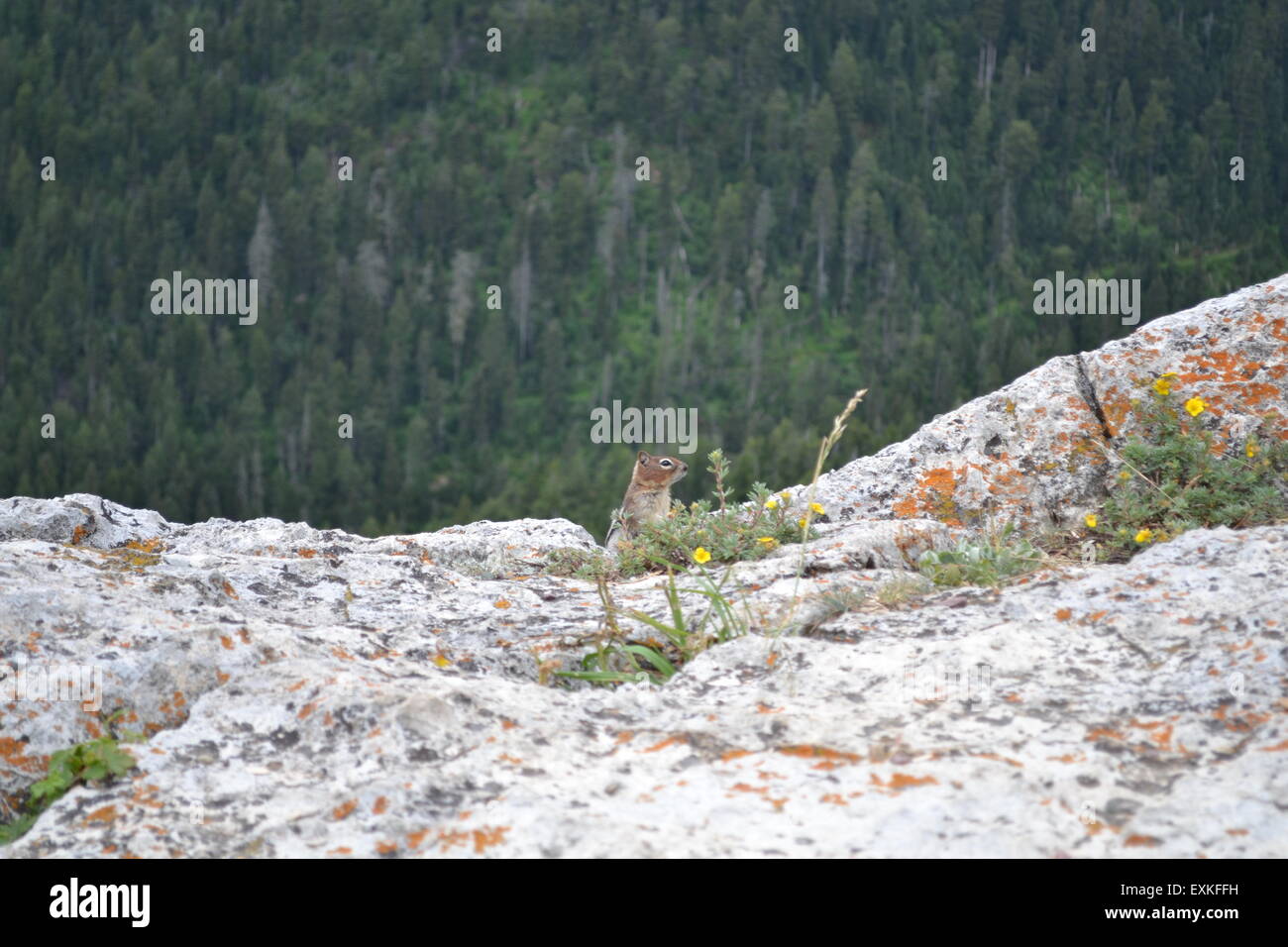 Streifenhörnchen auf bergigen Region in Kanada Stockfoto