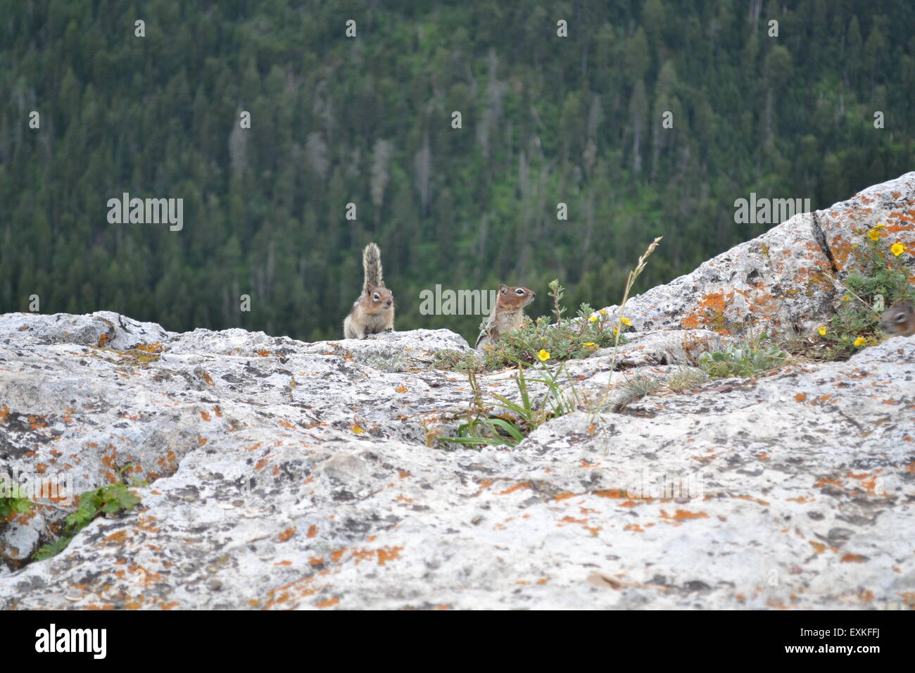 Streifenhörnchen auf bergigen Region in Kanada Stockfoto