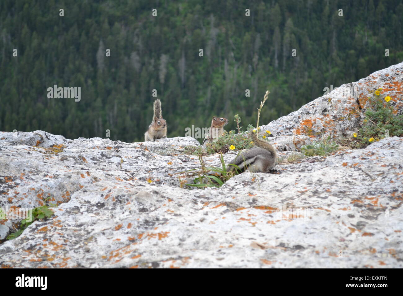 Streifenhörnchen auf bergigen Region in Kanada Stockfoto