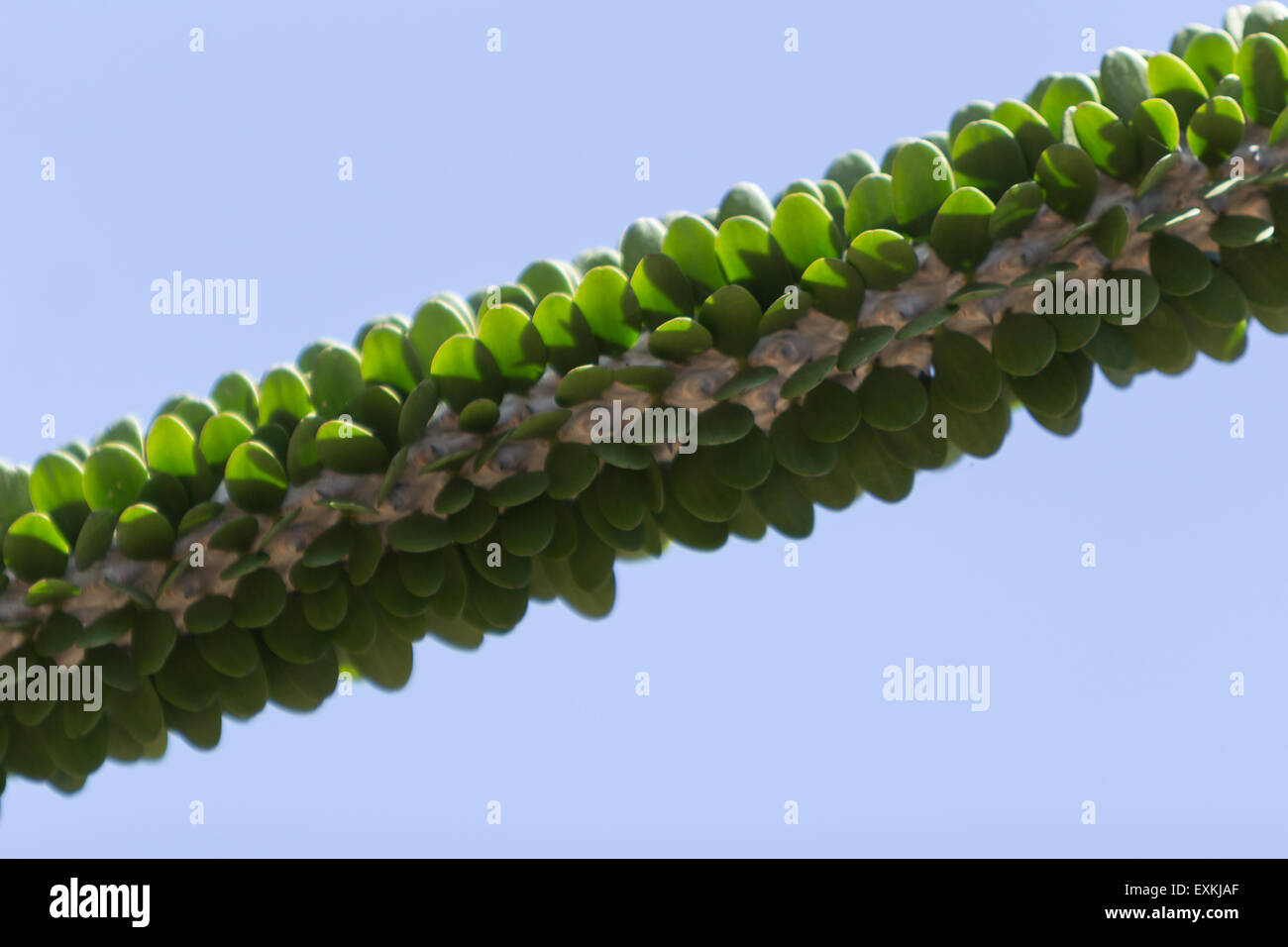 Octopus Tree, Didierea Madagascariensis, stacheligen Wüste in Madagaskar dornige Dickicht Stockfoto