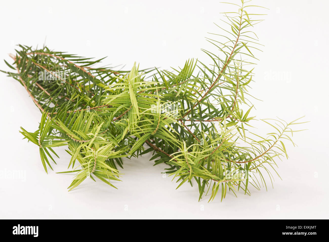 Teebaum (Melaleuca Alternifolia) lässt auf weißem Hintergrund ...