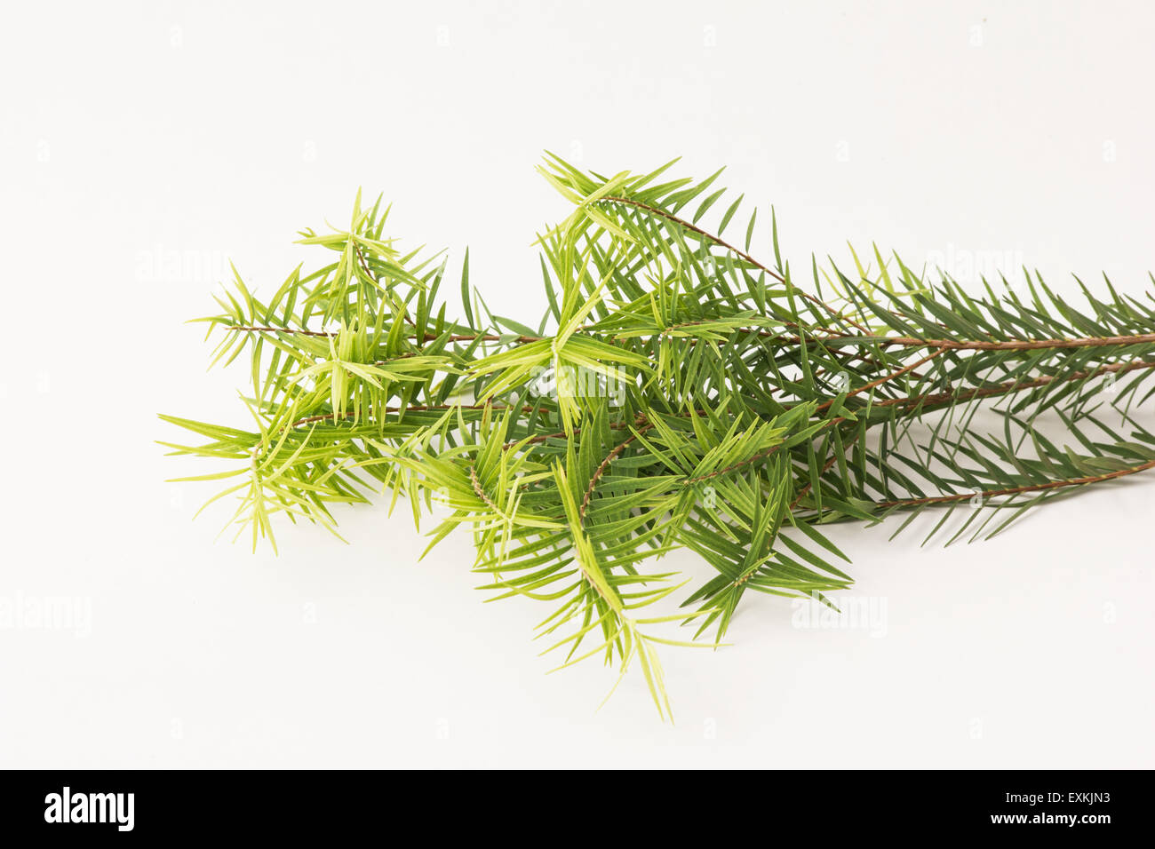 Teebaum (Melaleuca Alternifolia) lässt auf weißem Hintergrund Stockfoto