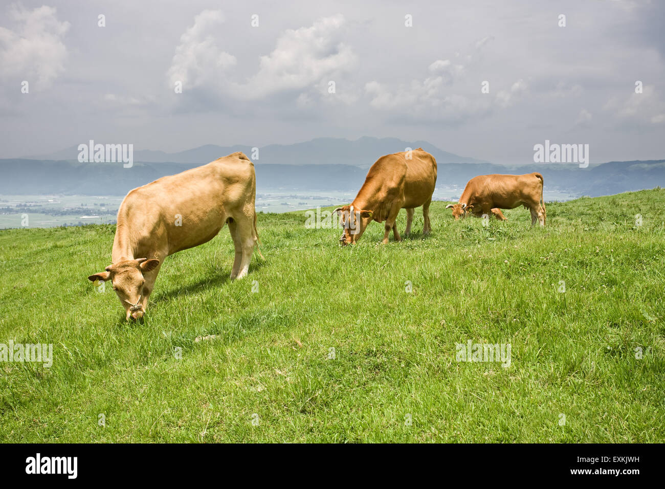 Shorthorn Rinderfütterung Rasen Stockfoto