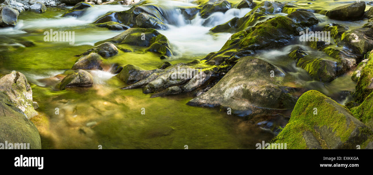Panorama-Bild der goldenen und grünen sonnenbeschienenen Bäume reflektiert im Sol Duc River in Olympic Nationalpark, Washington. Stockfoto