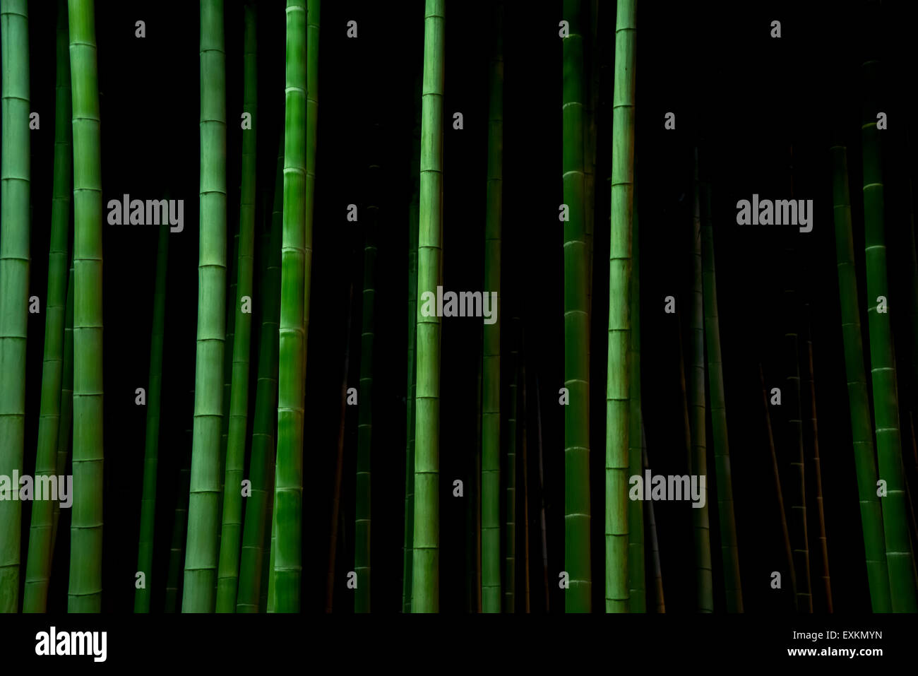 Bambusbäume in der Nacht, Tokyo, Japan Stockfoto