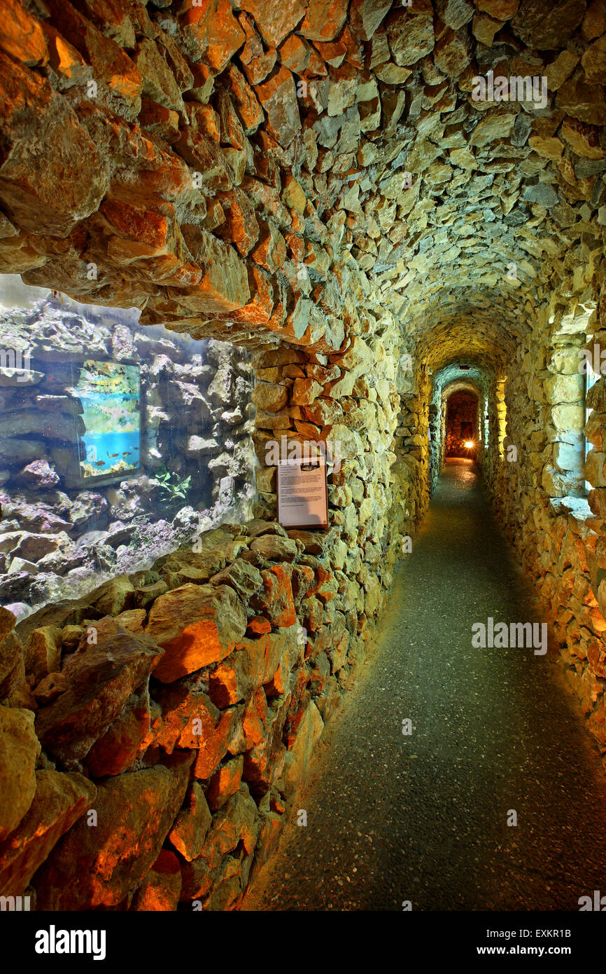 Im Aquarium der Kini Dorf Inseln Syros, Cyclades, Ägäis, Griechenland. Stockfoto