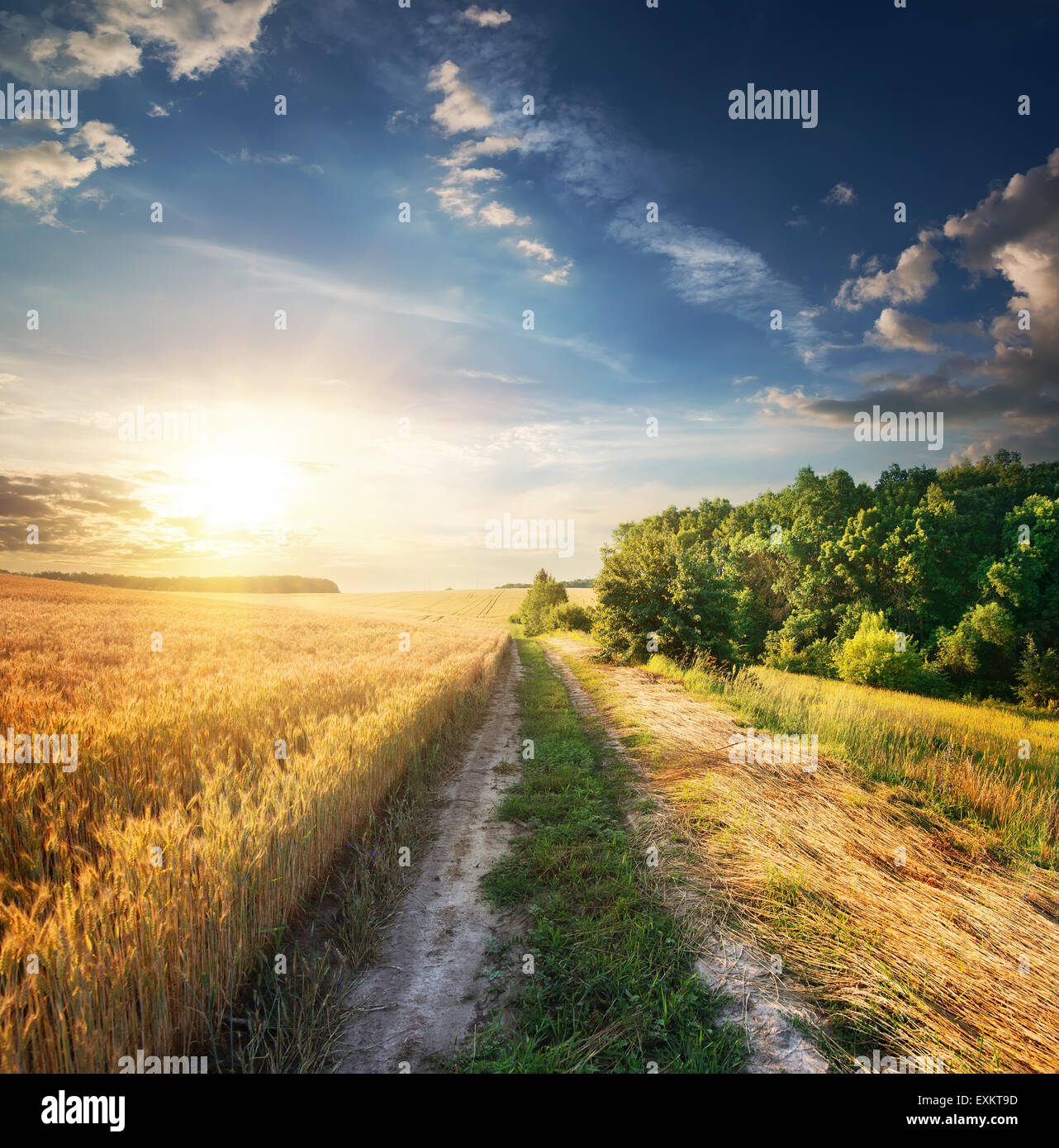 Weizenfeld in der Nähe der Landstraße Stockfoto