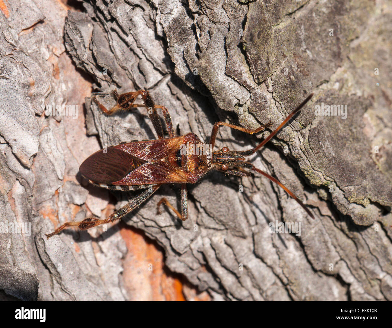 Westlichen Nadelbaum Samen Bug (Leptoglossus Occidentalis), Hessen, Deutschland Stockfoto