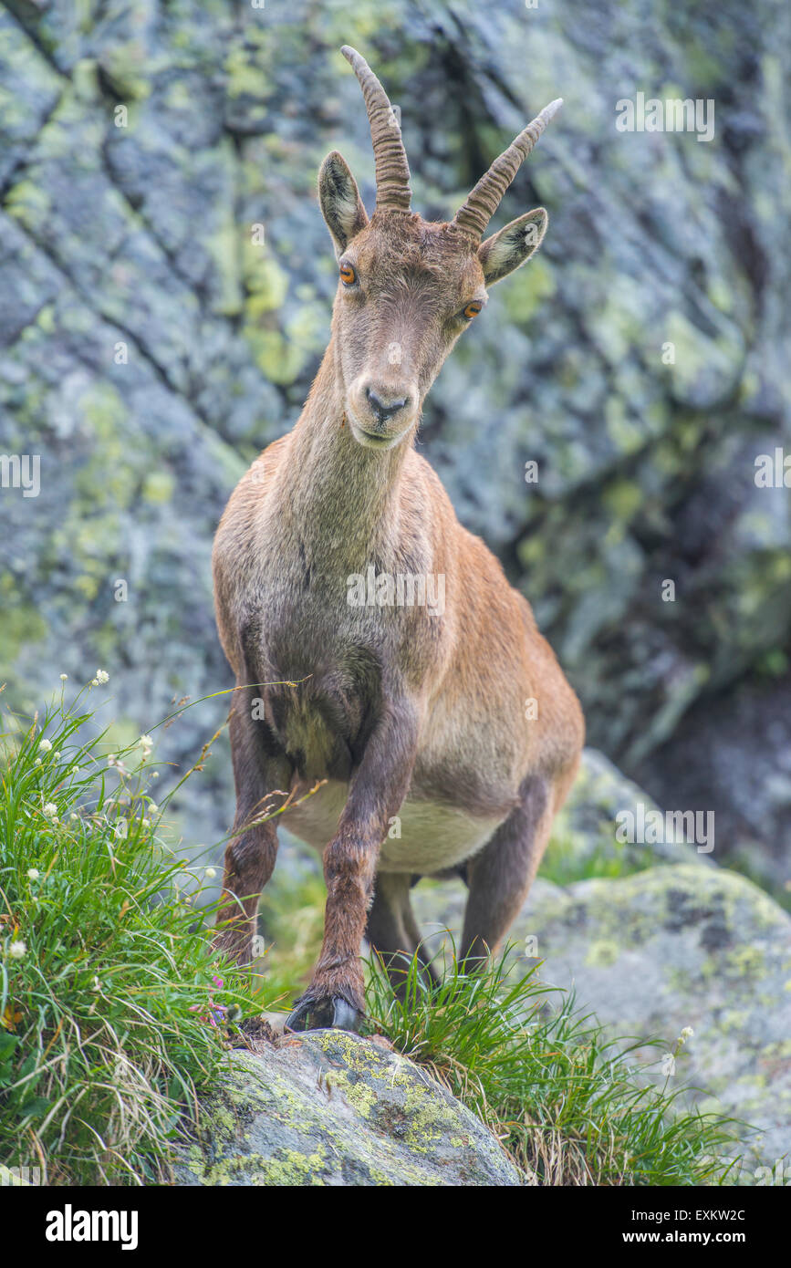 Alpensteinbock (Capra Ibex), Lac de Cheserys, Frankreich Stockfoto