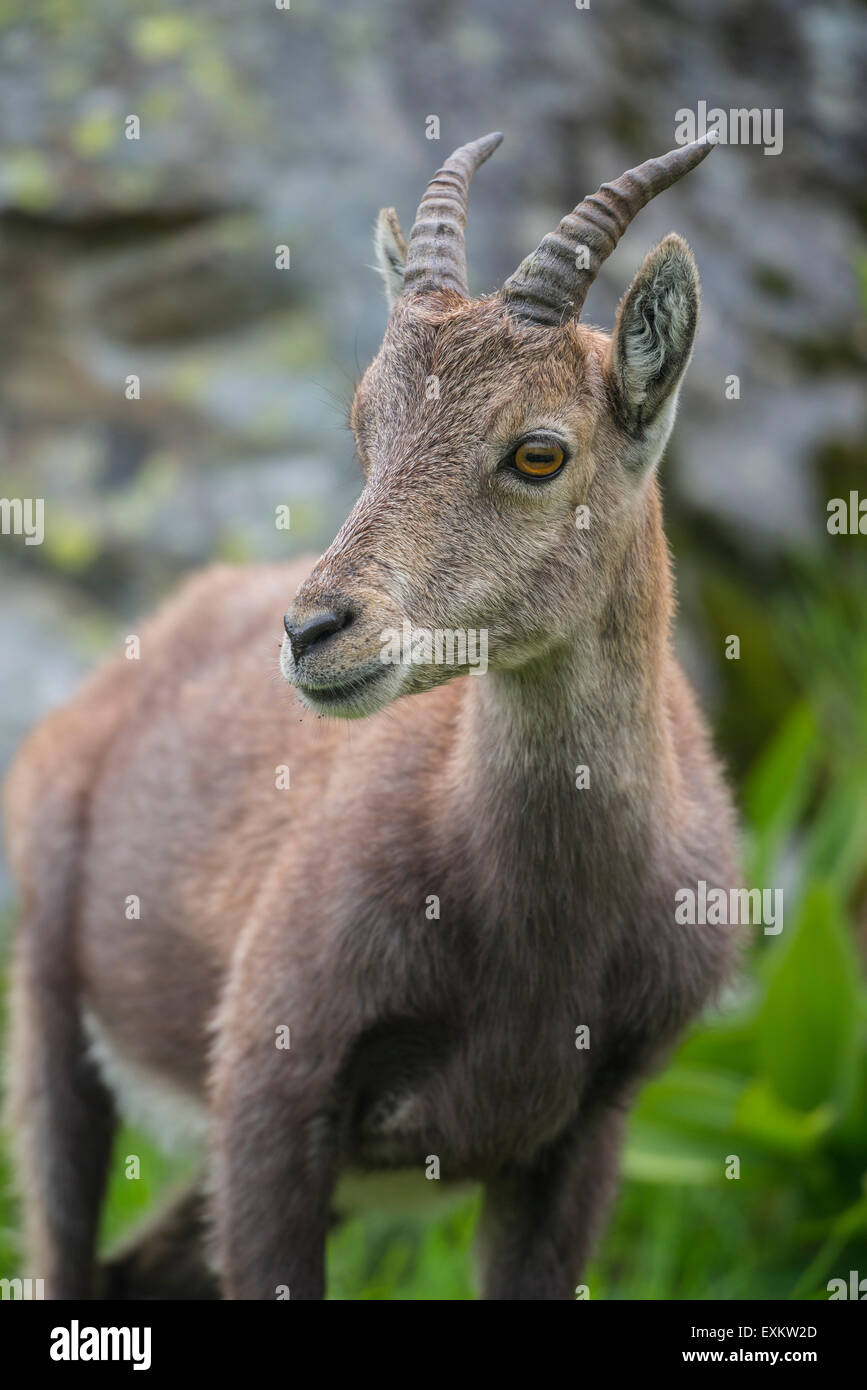 Alpensteinbock (Capra Ibex), Lac de Cheserys, Frankreich Stockfoto