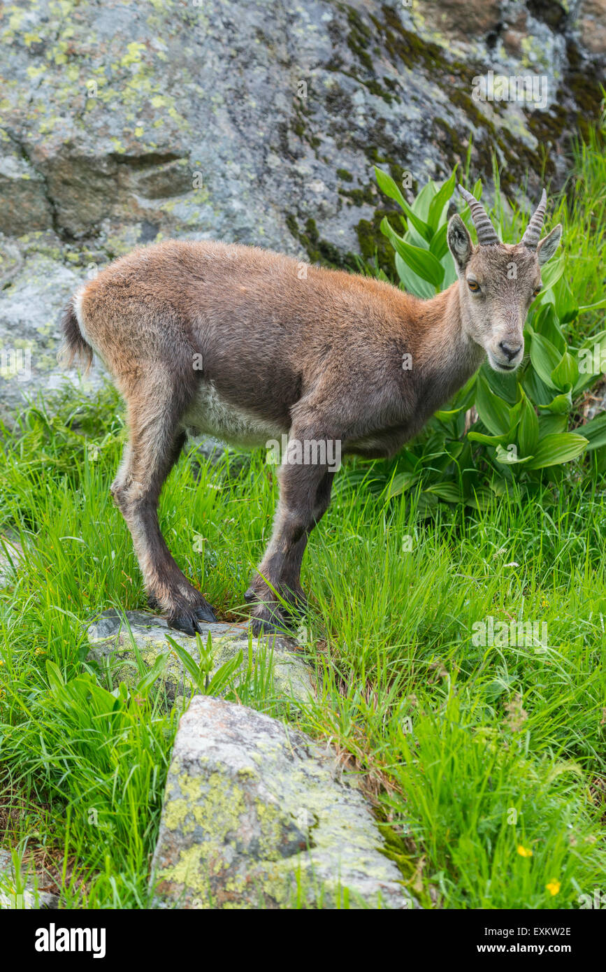 Alpensteinbock (Capra Ibex), Lac de Cheserys, Frankreich Stockfoto