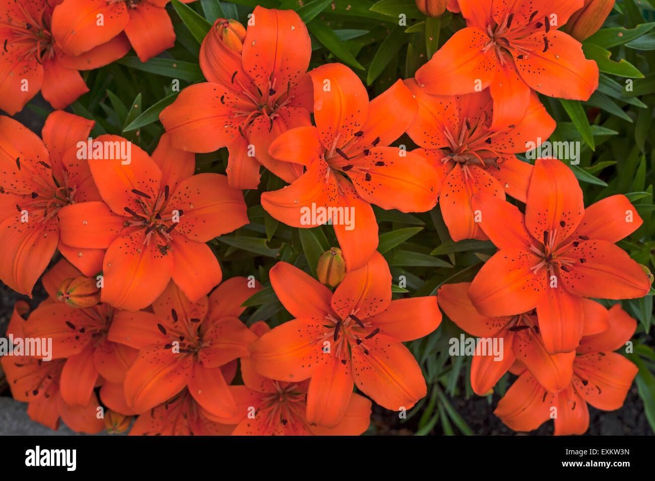 Orange TigerLilien (Lilium Lancifolium), Bayern, Deutschland