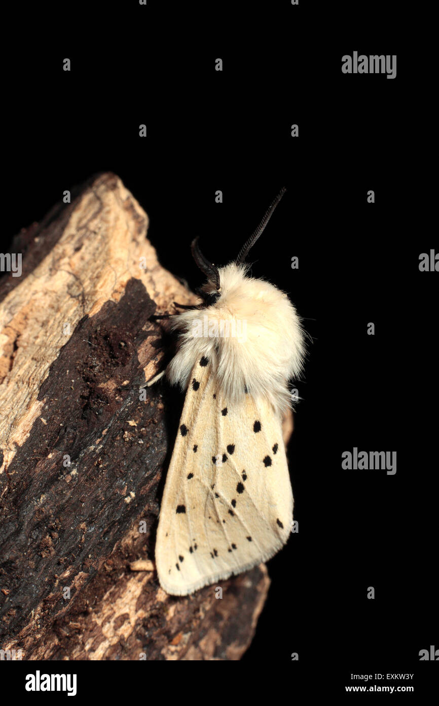 Weiße Hermelin Moth Stockfoto